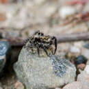 صورة Pseudeuophrys obsoleta (Simon 1868)