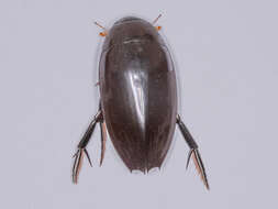 Image of Hydrophilus (Temnopterus) aculeatus (Solier 1834)