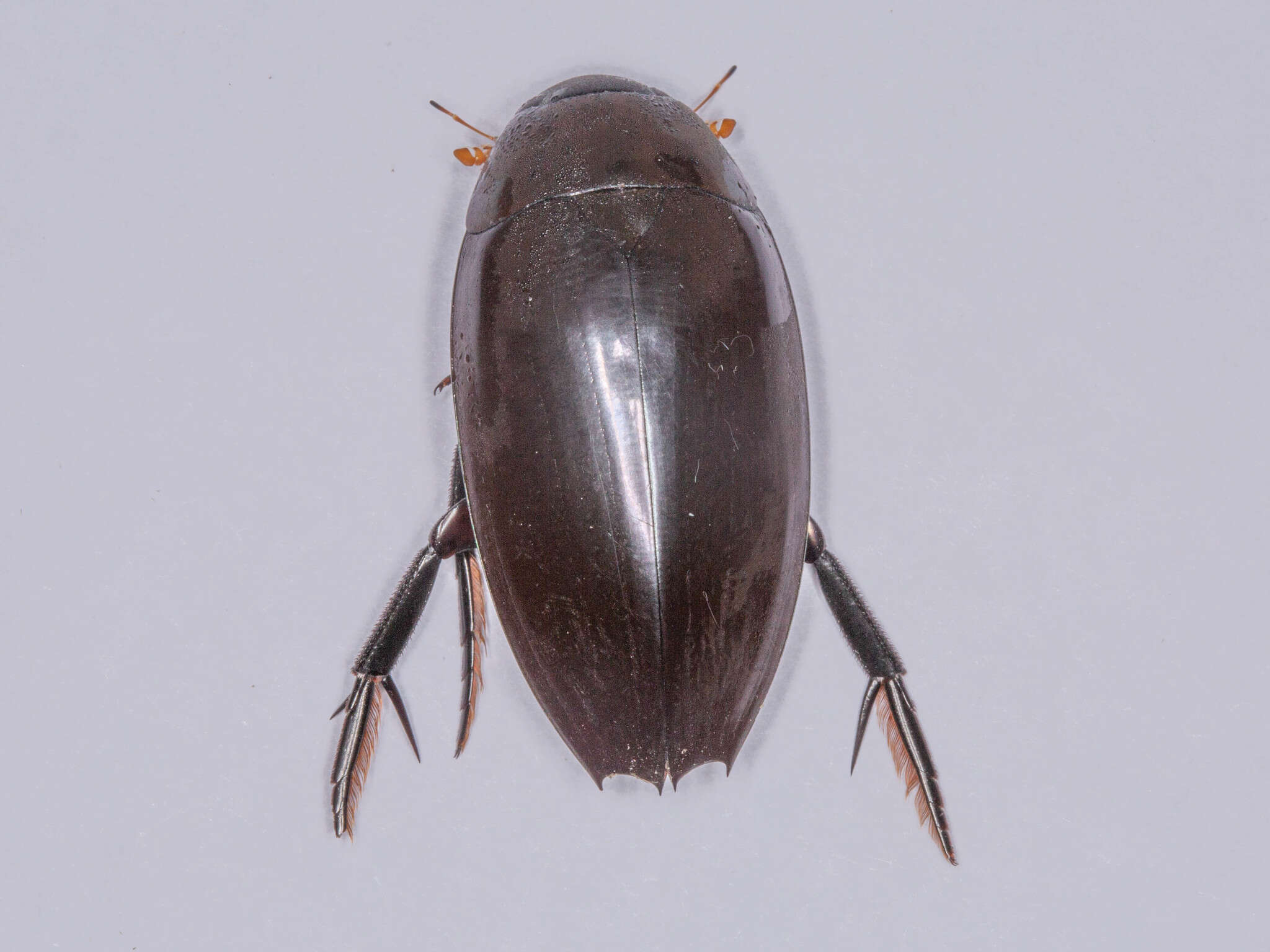 Image of Hydrophilus (Temnopterus) aculeatus (Solier 1834)