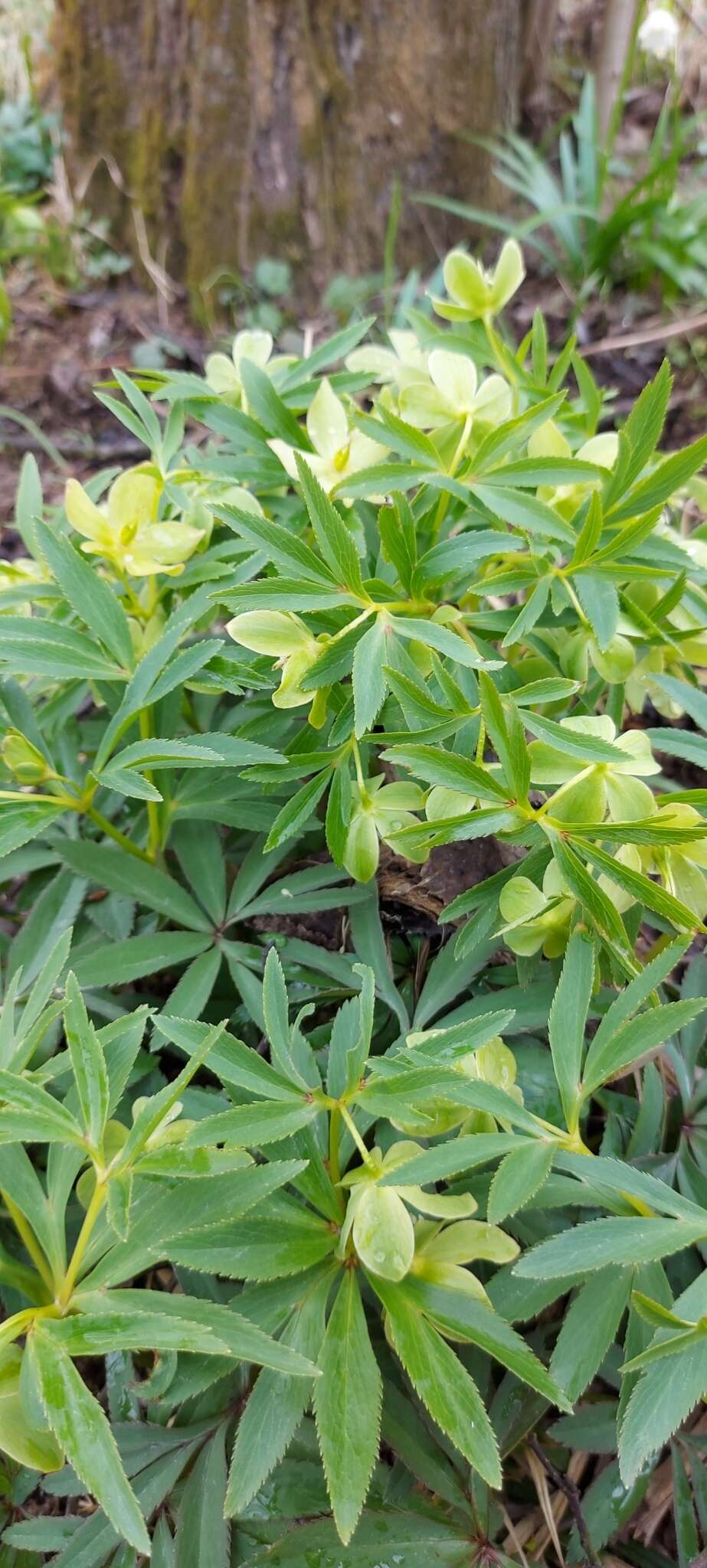 Image of Helleborus dumetorum subsp. dumetorum