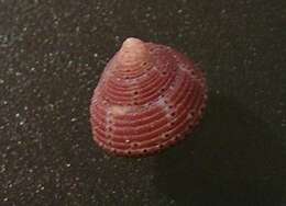 Image of Clanculus simoni Poppe, Tagaro & Dekker 2006