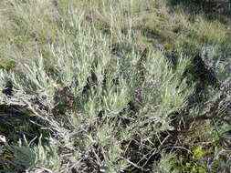 Image of silver sagebrush