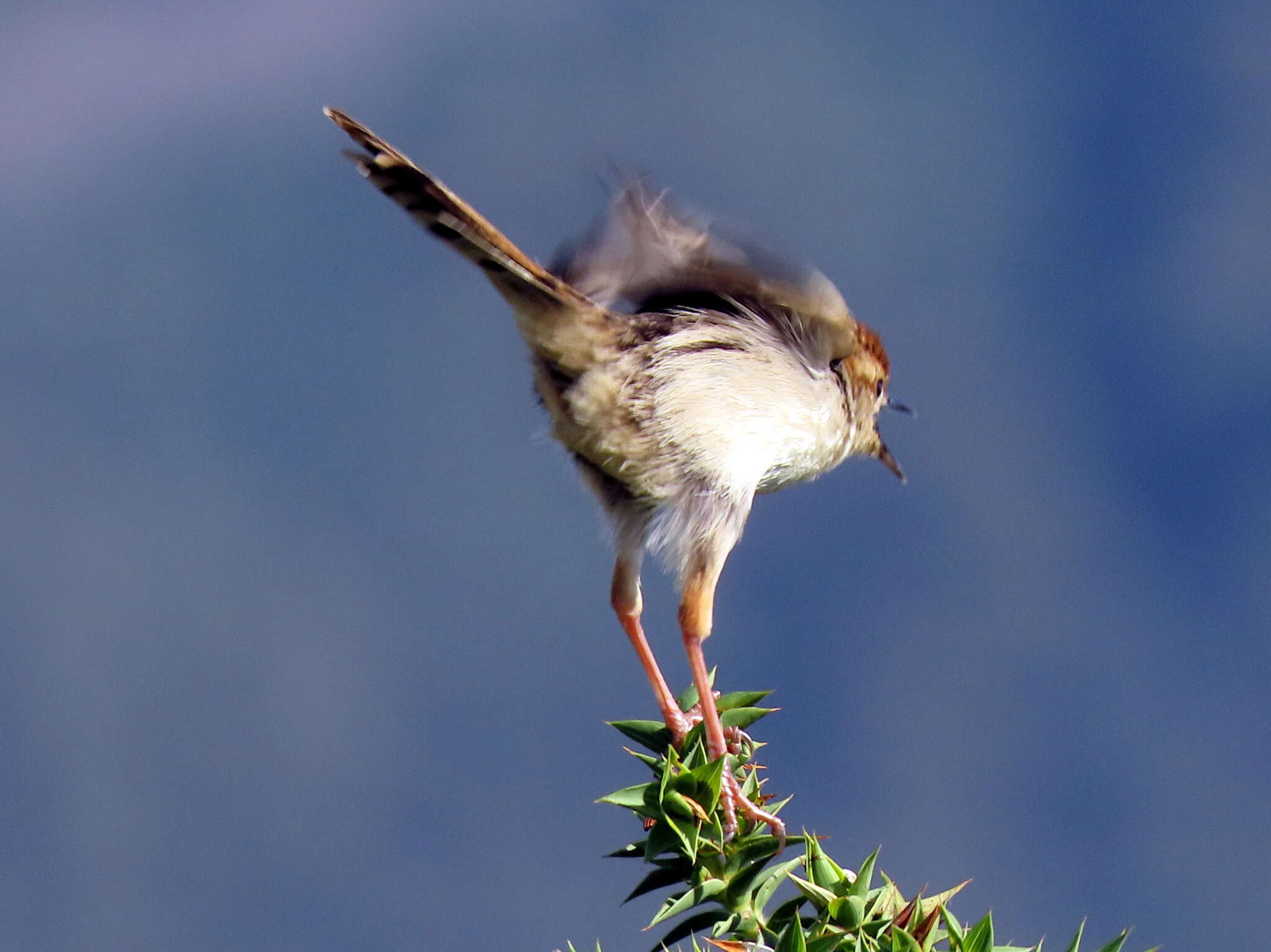 Image of Cisticola tinniens tinniens (Lichtenstein & Mhk 1842)