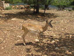 Image of Mesopotamian Fallow Deer