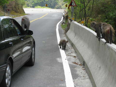 Image of Taiwan macaque