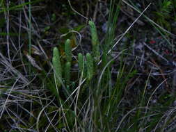 Image of clubmoss