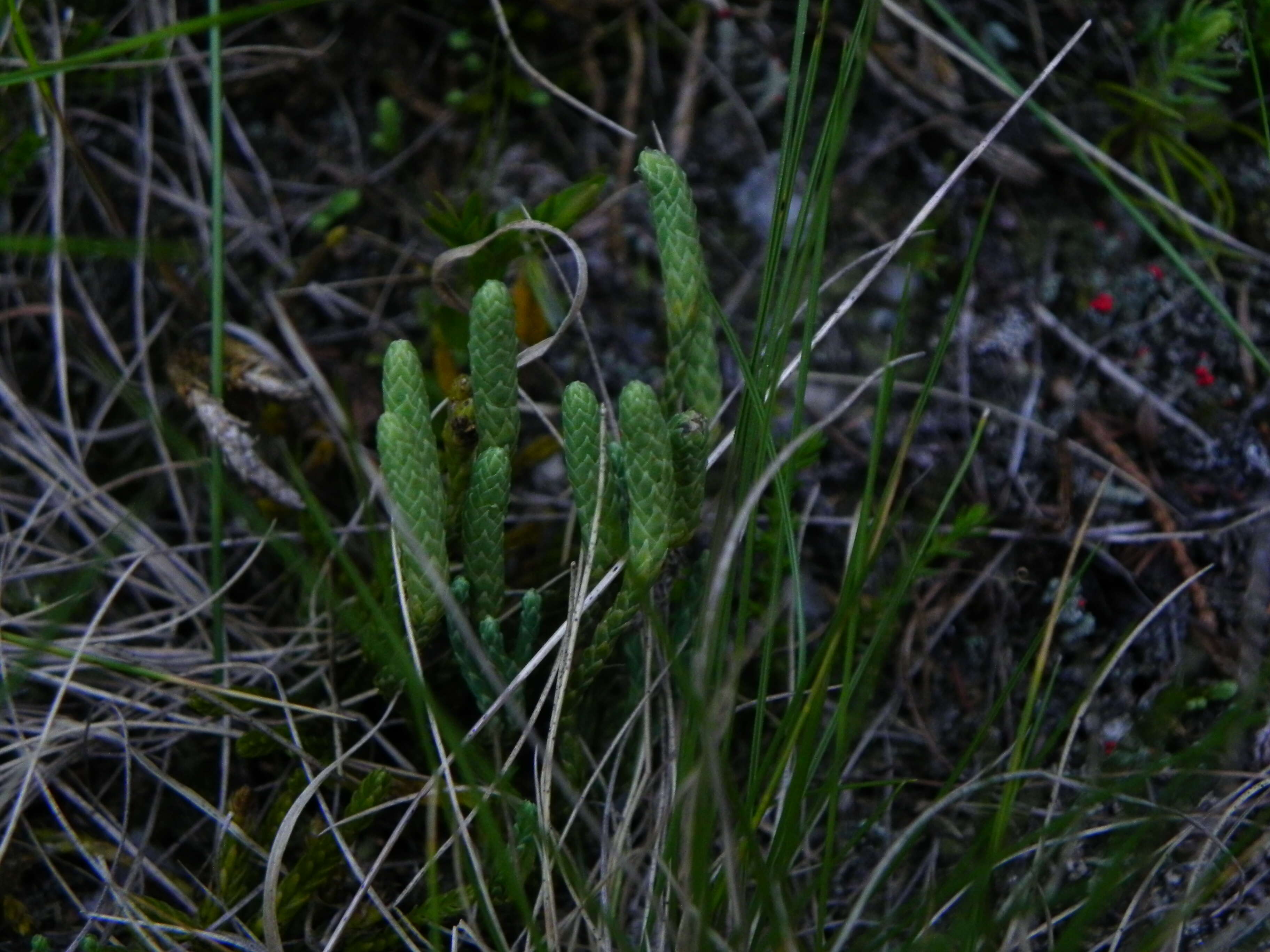 Image of clubmoss