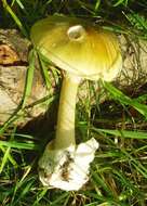 Image of Death cap