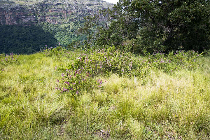 Image de Syncolostemon rotundifolius E. Mey. ex Benth.