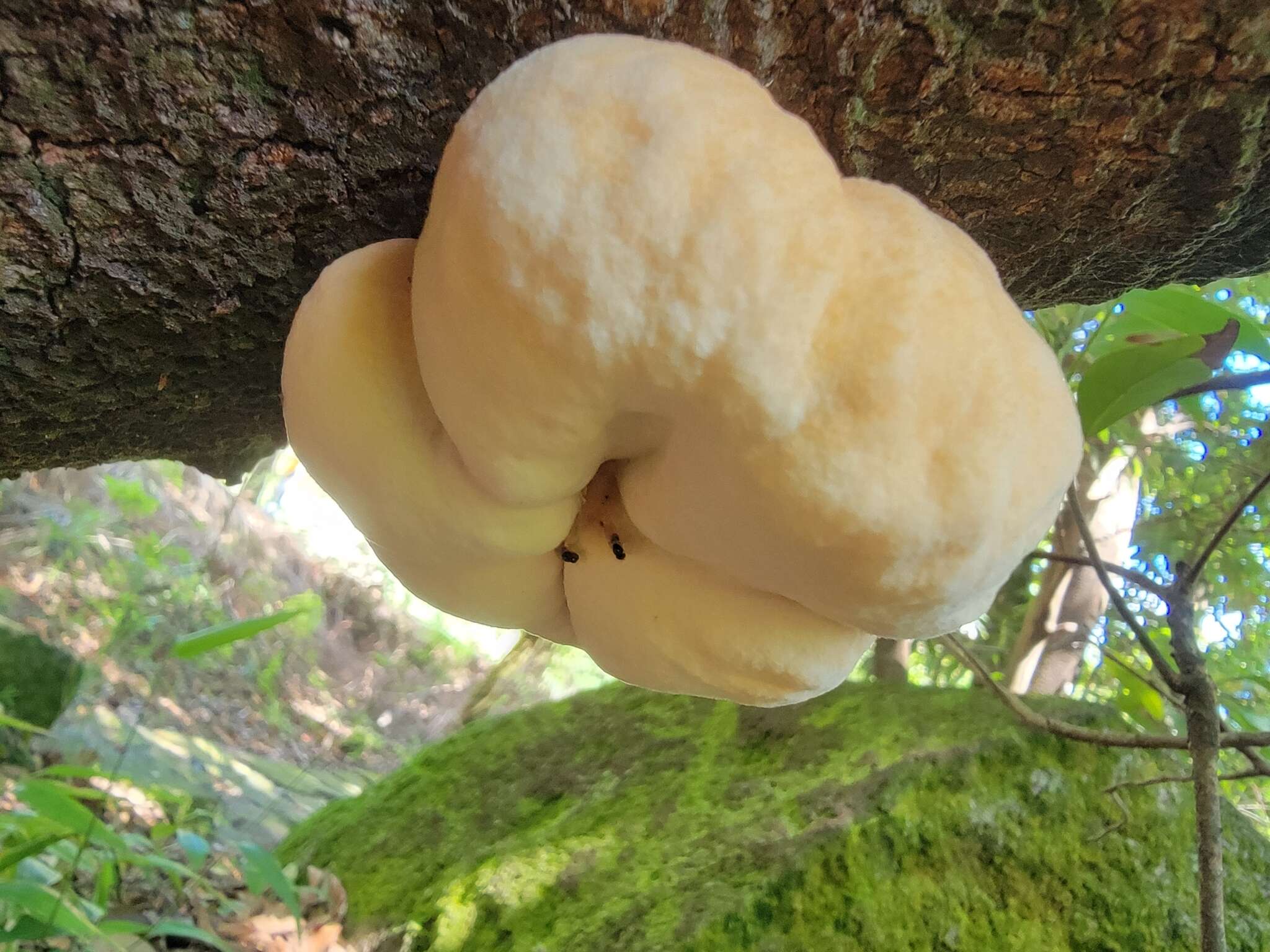 Image of Trichoderma peltatum (Berk.) Samuels, Jaklitsch & Voglmayr 2014