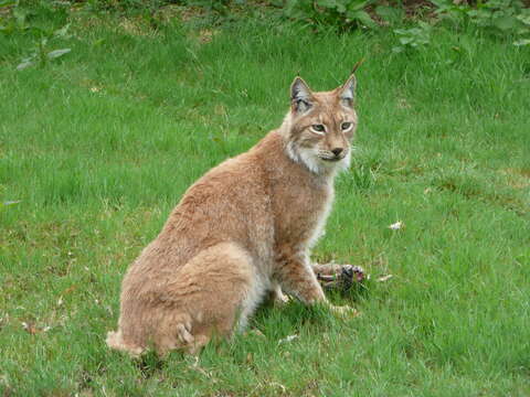 Image of Eurasian lynx