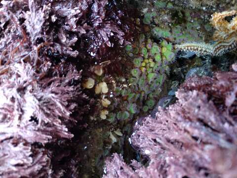 Image of Jewel anemone