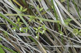 Image of threepetal bedstraw