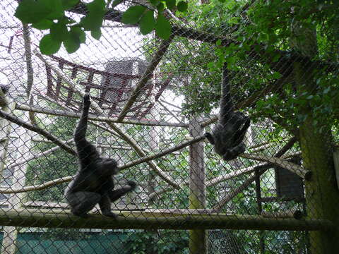 Image of silvery gibbon