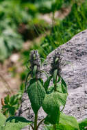 Image of Phlomoides oreophila (Kar. & Kir.) Adylov, Kamelin & Makhm.