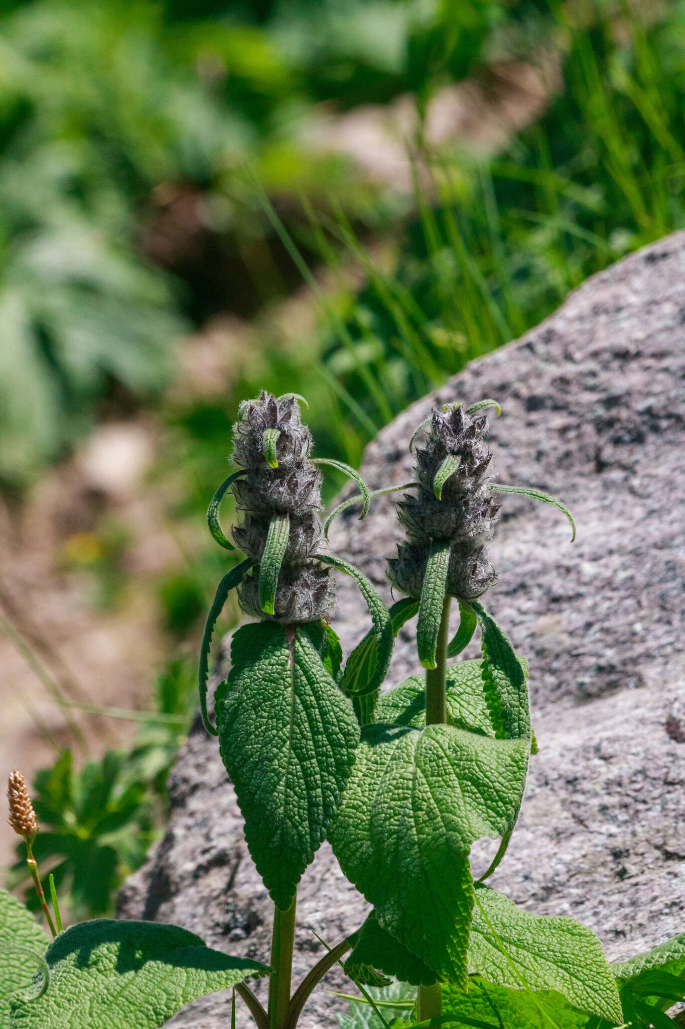 صورة Phlomoides oreophila (Kar. & Kir.) Adylov, Kamelin & Makhm.