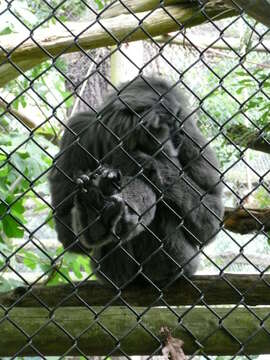 Image of silvery gibbon