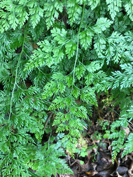 Plancia ëd Onychium japonicum (Thunb.) Kunze