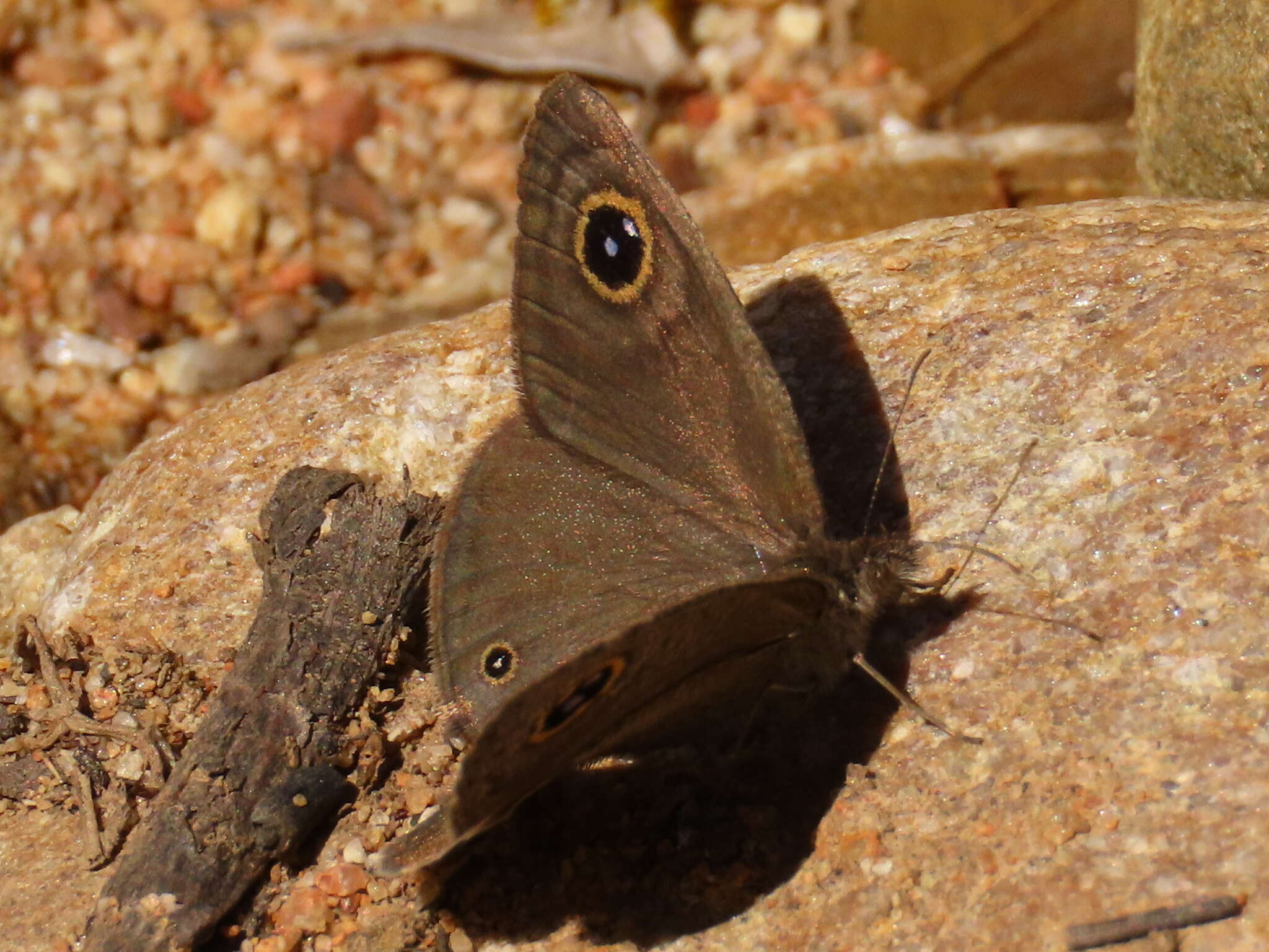 Image of Ypthima asterope hereroica