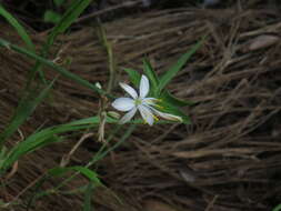 Plancia ëd Chlorophytum comosum (Thunb.) Jacques