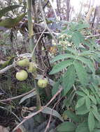 Image of Solanum juglandifolium Humb. & Bonpl. ex Dun.