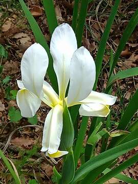 Image de Iris orientalis Mill.