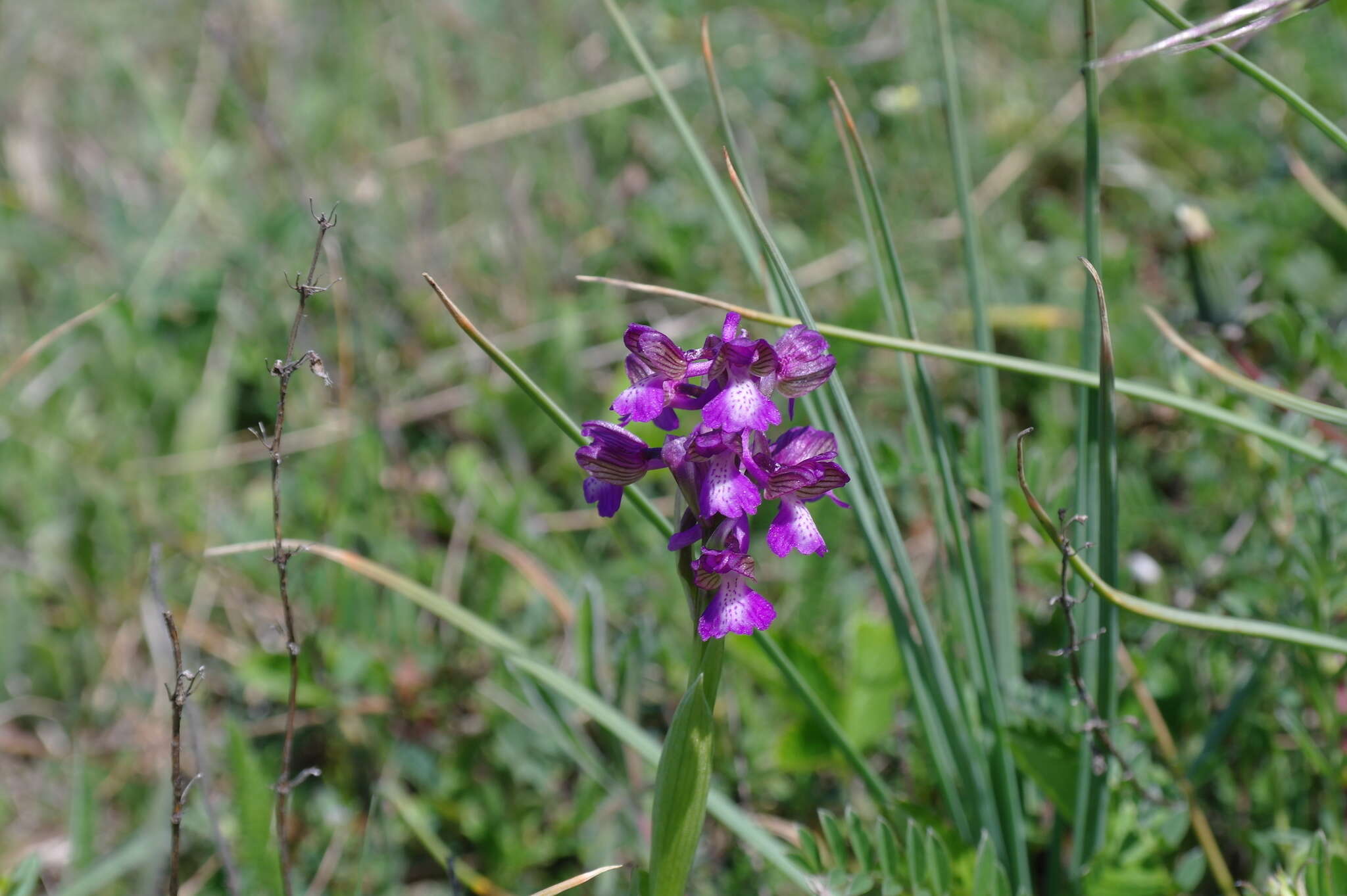 Anacamptis morio subsp. caucasica (K. Koch) H. Kretzschmar, Eccarius & H. Dietr. resmi