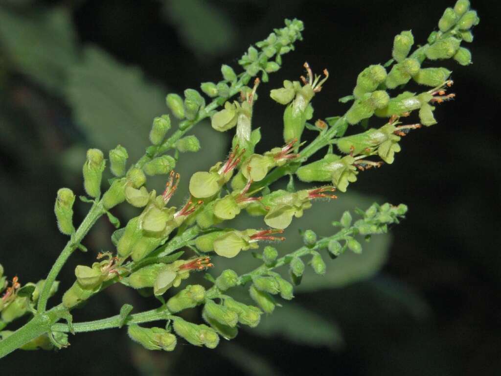 Слика од Teucrium scorodonia L.
