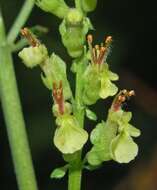 Слика од Teucrium scorodonia L.