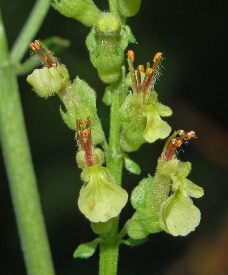 Слика од Teucrium scorodonia L.
