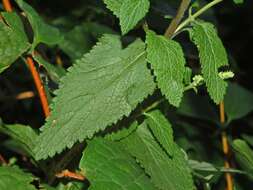 Слика од Teucrium scorodonia L.