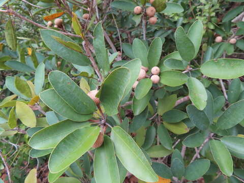 صورة Manilkara jaimiqui subsp. emarginata (L.) Cronquist