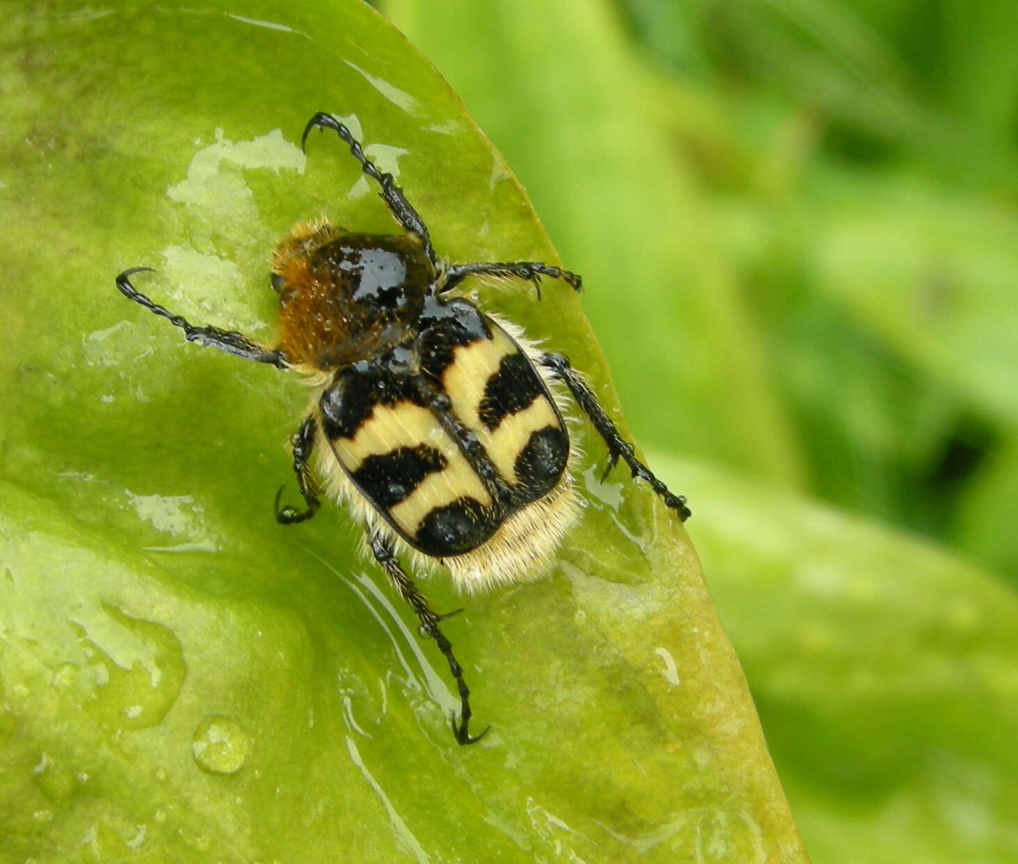 Image of Bee beetle