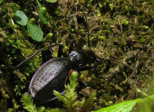 Carabus (Platycarabus) creutzeri Fabricius 1801 resmi