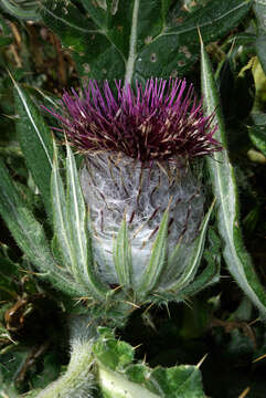 Image of woolly thistle