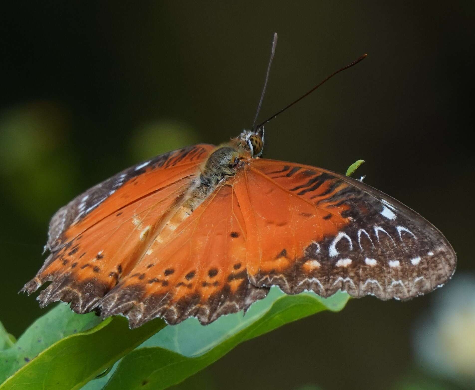 Cethosia biblis Drury 1770 resmi