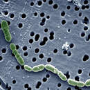 Image of Oenococcus oeni