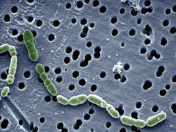 Image of Oenococcus oeni