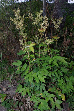 Image of Meadowsweet