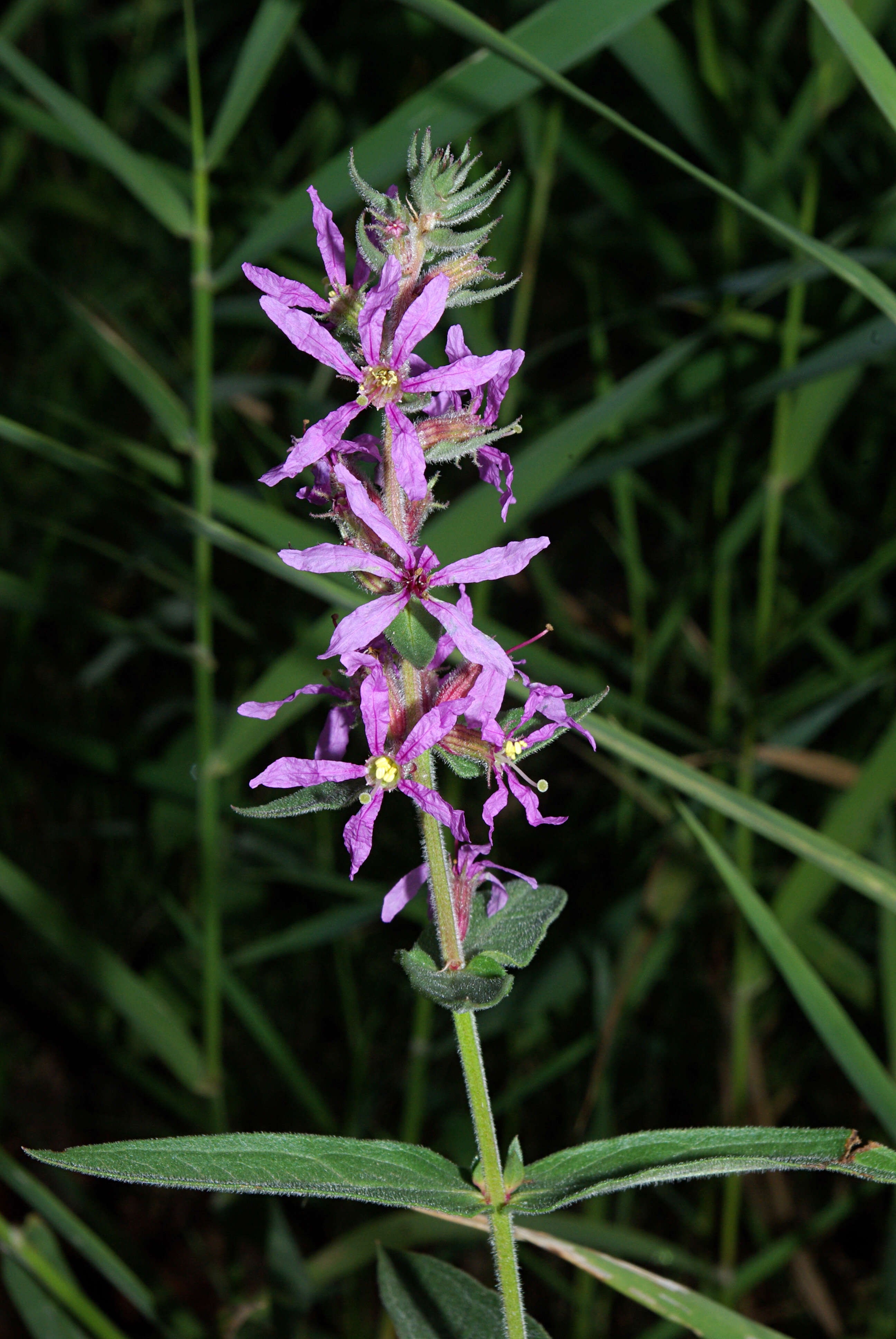 Image of Purple Loosestrife