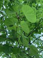 Image of katsura tree family