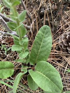 Image of Veronica plantaginea E. James