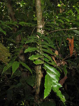 Plancia ëd Lomariopsis japurensis (Mart.) J. Sm.