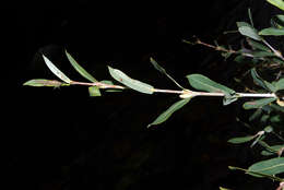 Image of purple willow