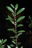 Image of Almond-leaved Willow