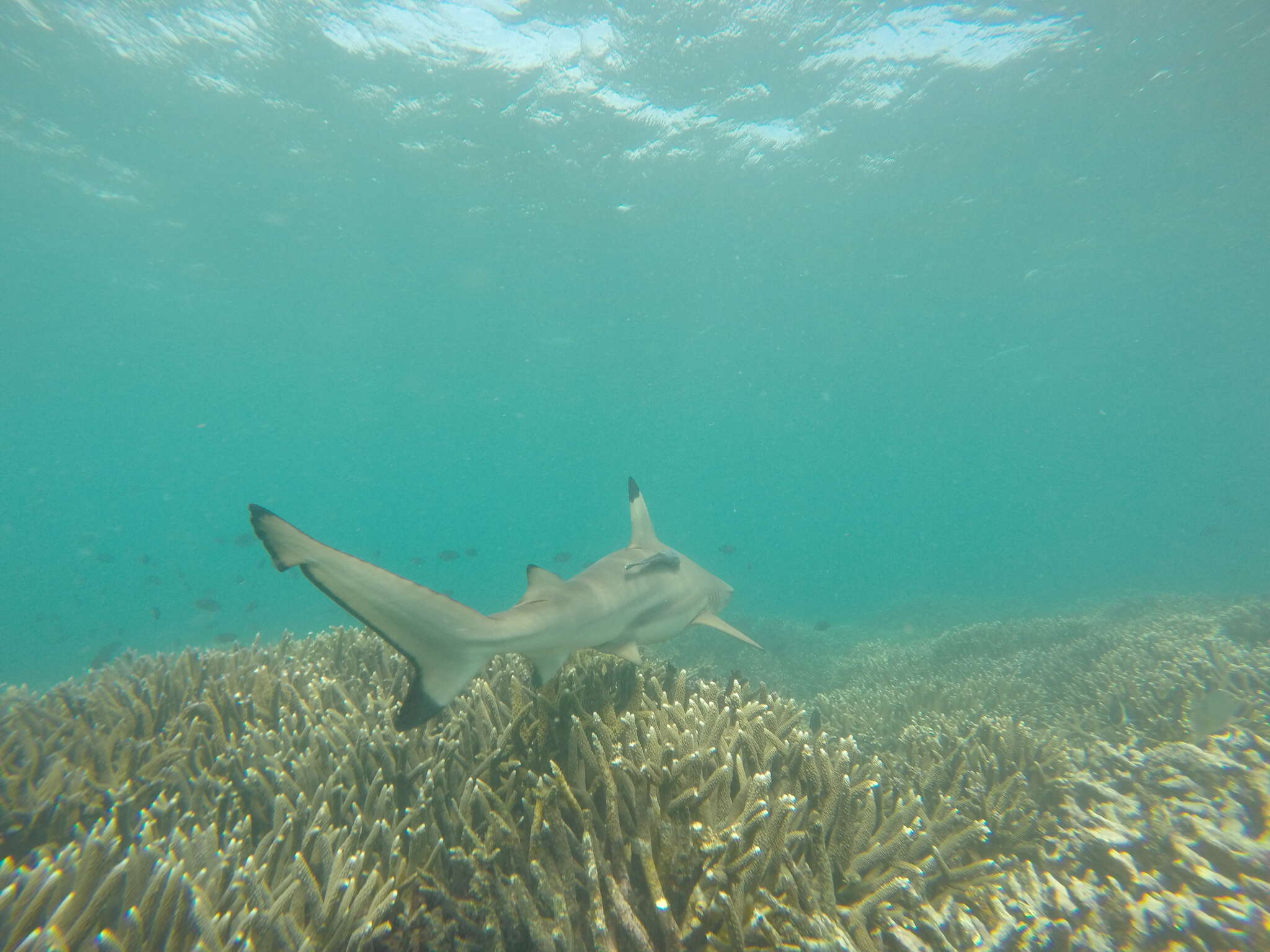 Image de Requin à pointes noires