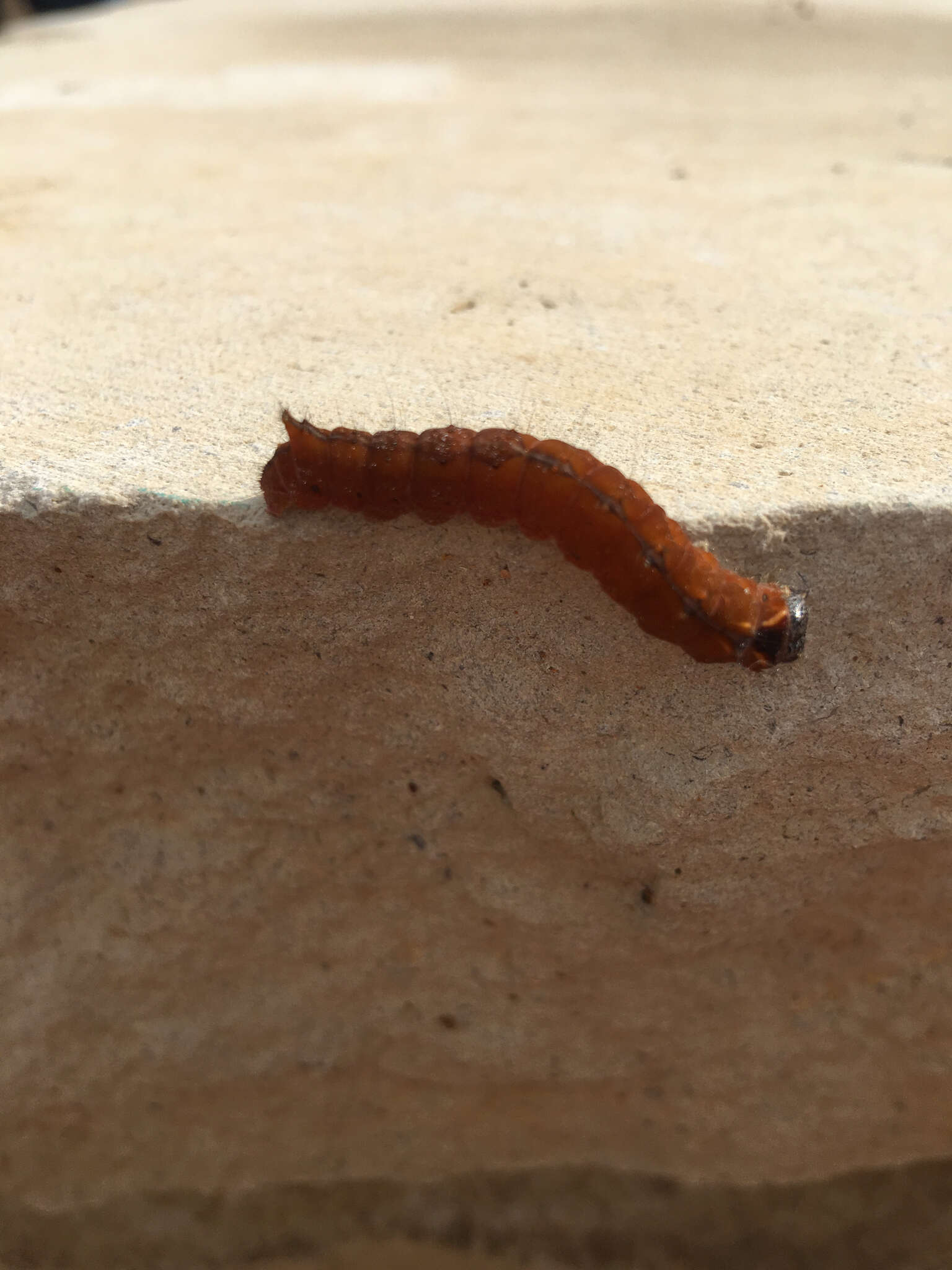 Image of Clear Dagger Moth