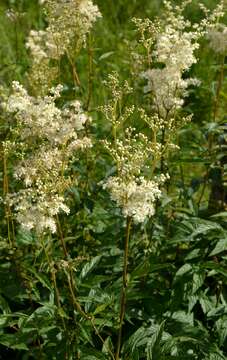 Image of Meadowsweet