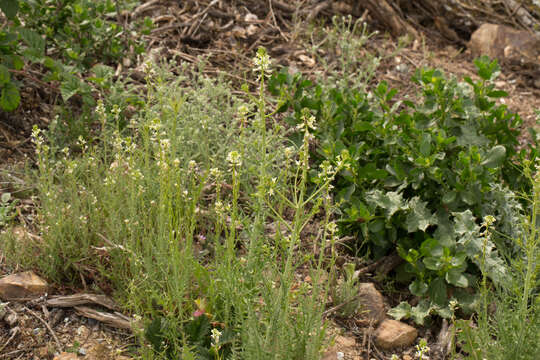 Image of Tejon cryptantha