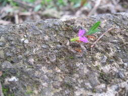 Image of leaf-cutter ants